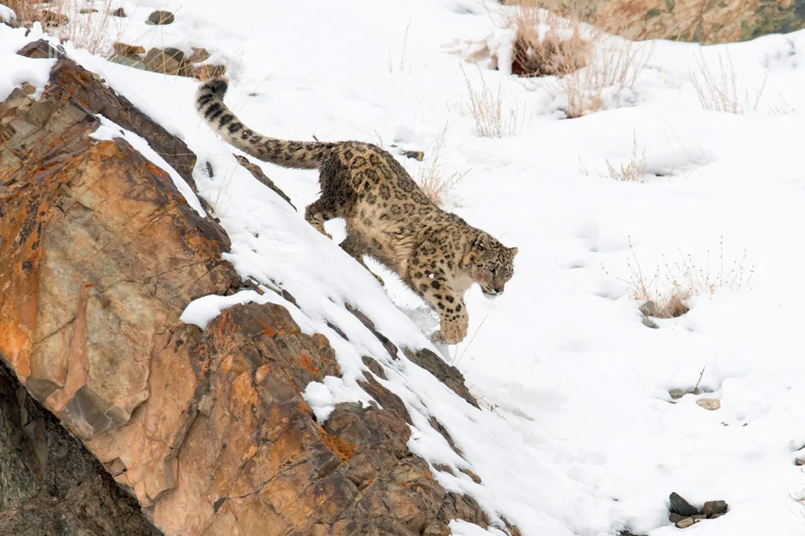 Can you spot a snow leopard in Ladakh?