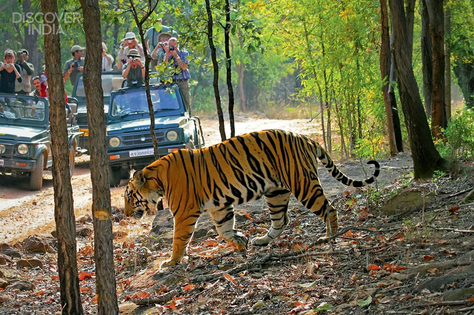 Why go tiger tracking in Bandhavgarh and Kanha?