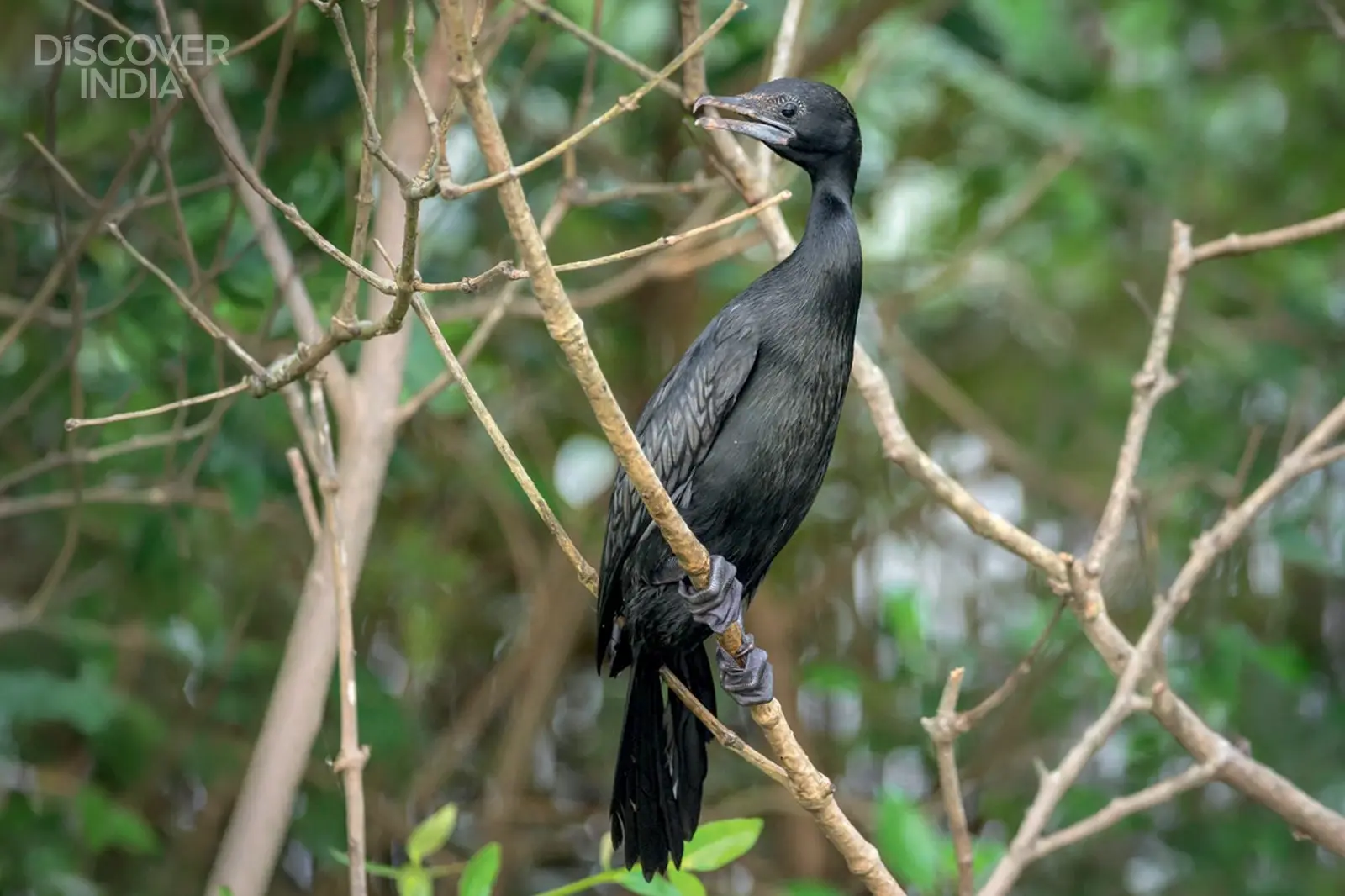 Why Goa’s khazan wetlands are worth exploring
