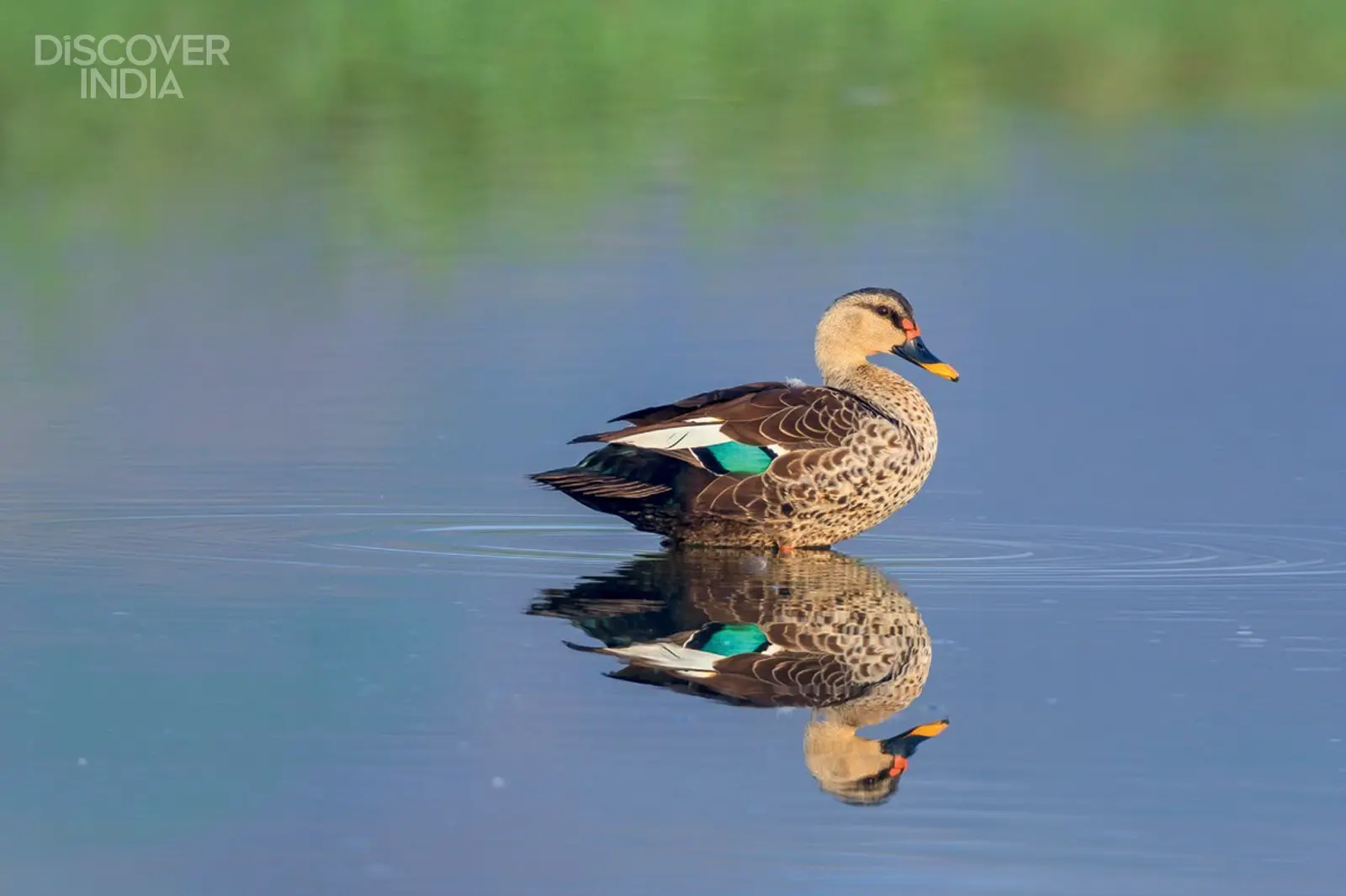 Where can you see mangroves and birds in Goa?