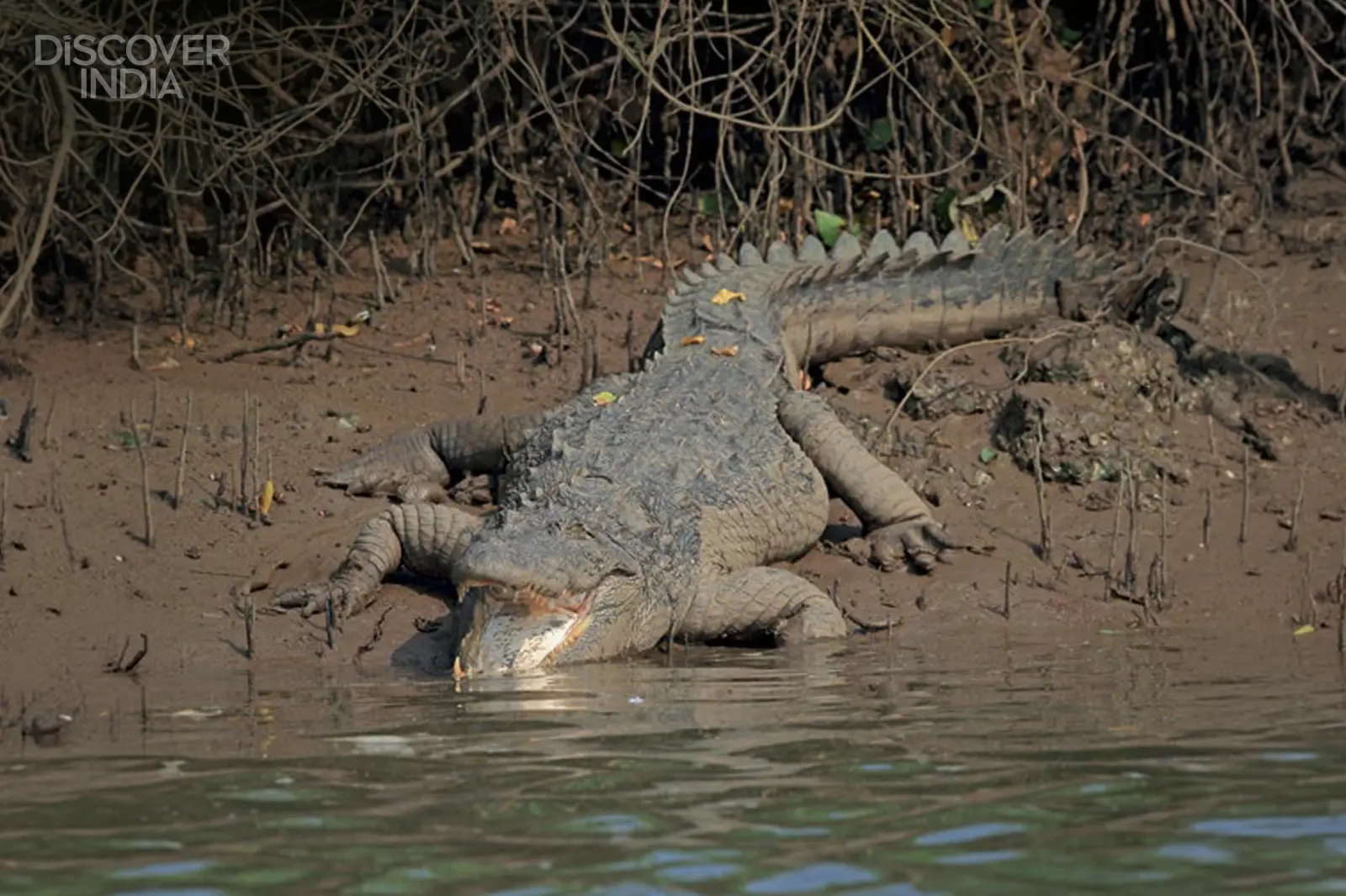 Do Goa’s wetlands really have crocodiles?