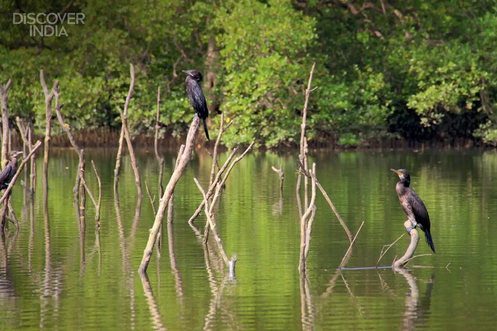 A mangrove maze for slow adventure