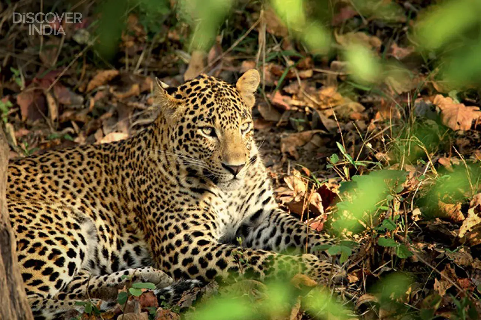 How do you get to Satpura National Park?